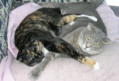 Home visits for cat - My cat Diamond and his niece Popcorn